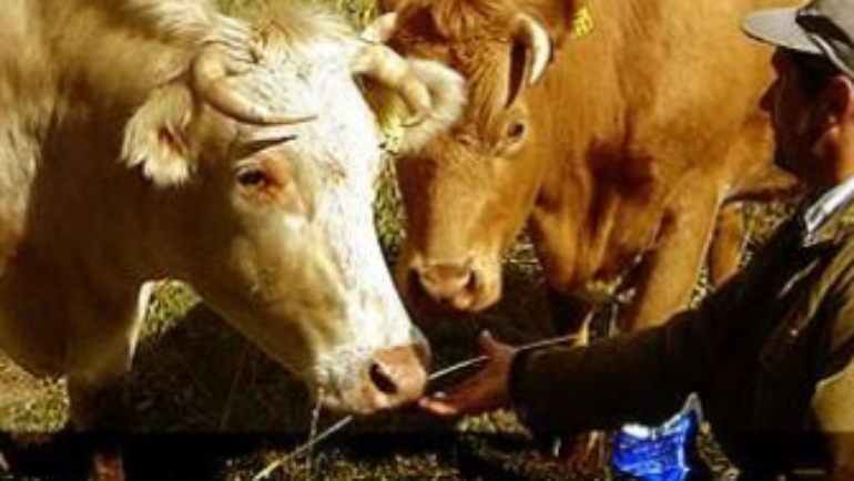 III CURSO DE BIENESTAR ANIMAL PARA PROFESIONALES FORMADORES SEGÚN LEY 20.380