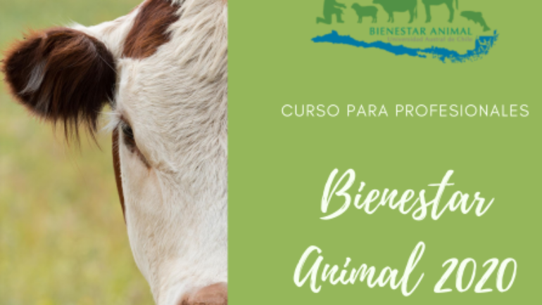 Curso de actualización: Bienestar en animales de producción